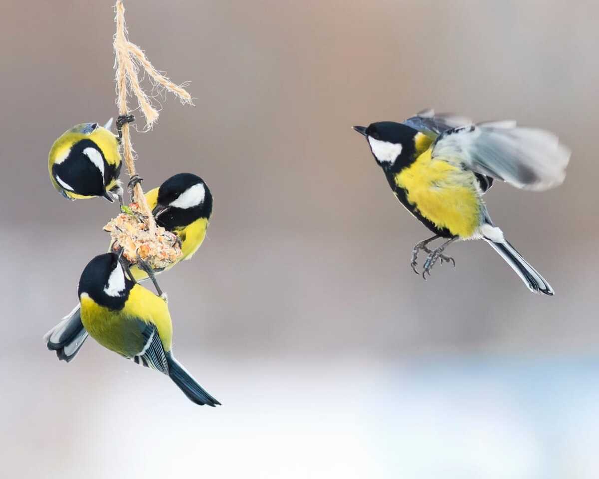 Feed Birds