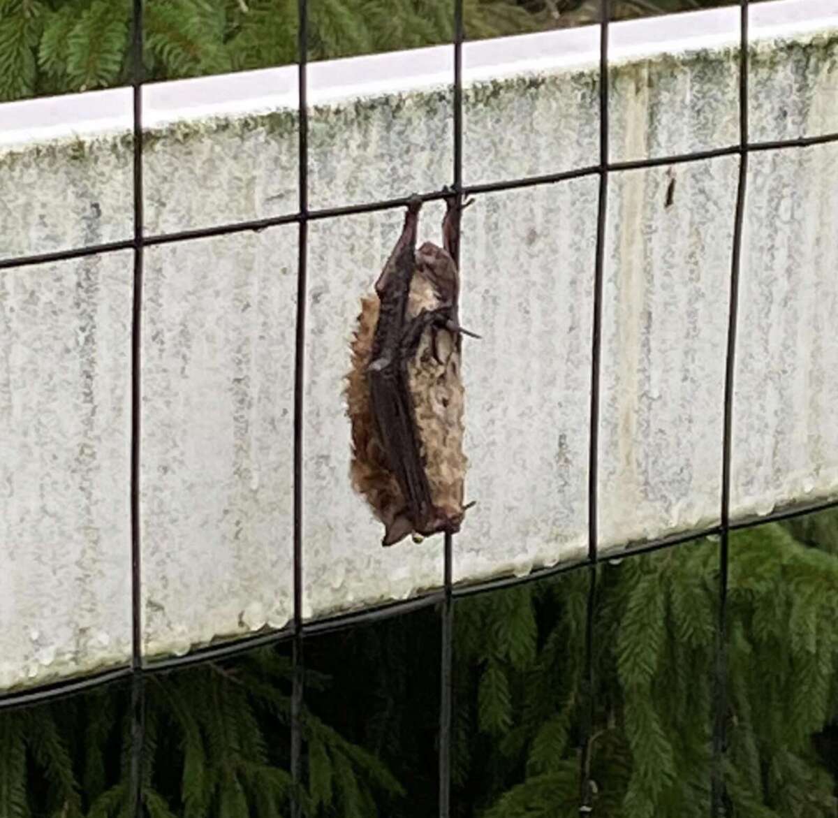 Woman Saves a Soaked Creature on a Fence