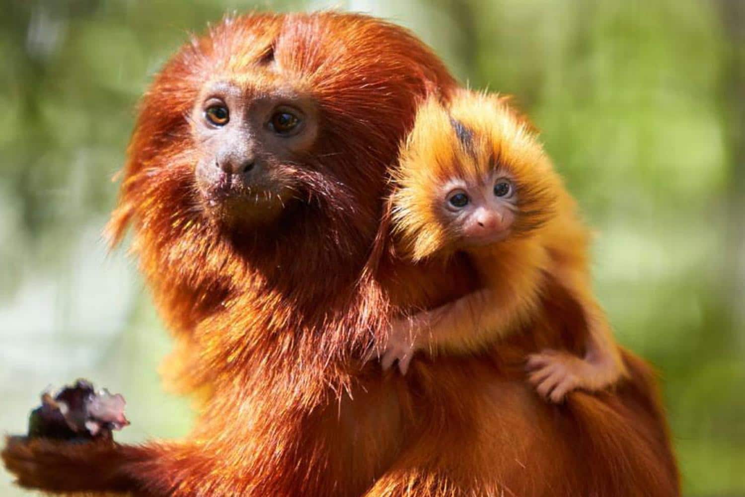 Zoo de la Palmyre : à la découverte des animaux sauvages