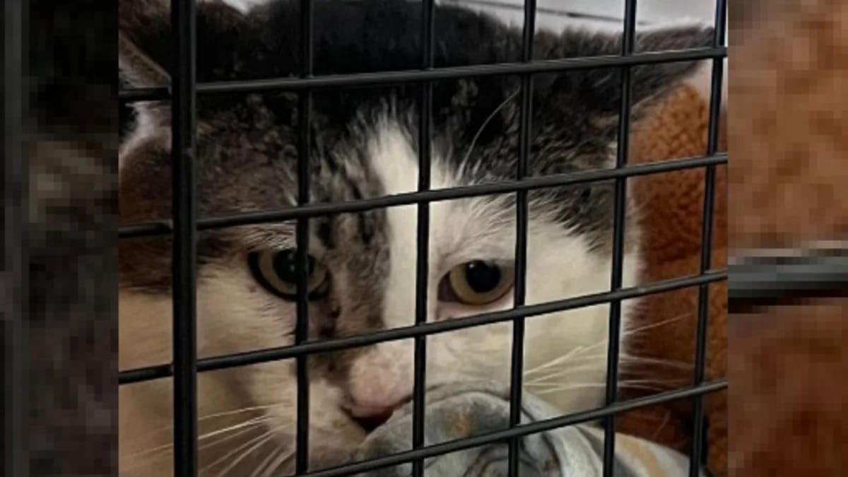 a couple finds a familiar face while adopting at a shelter