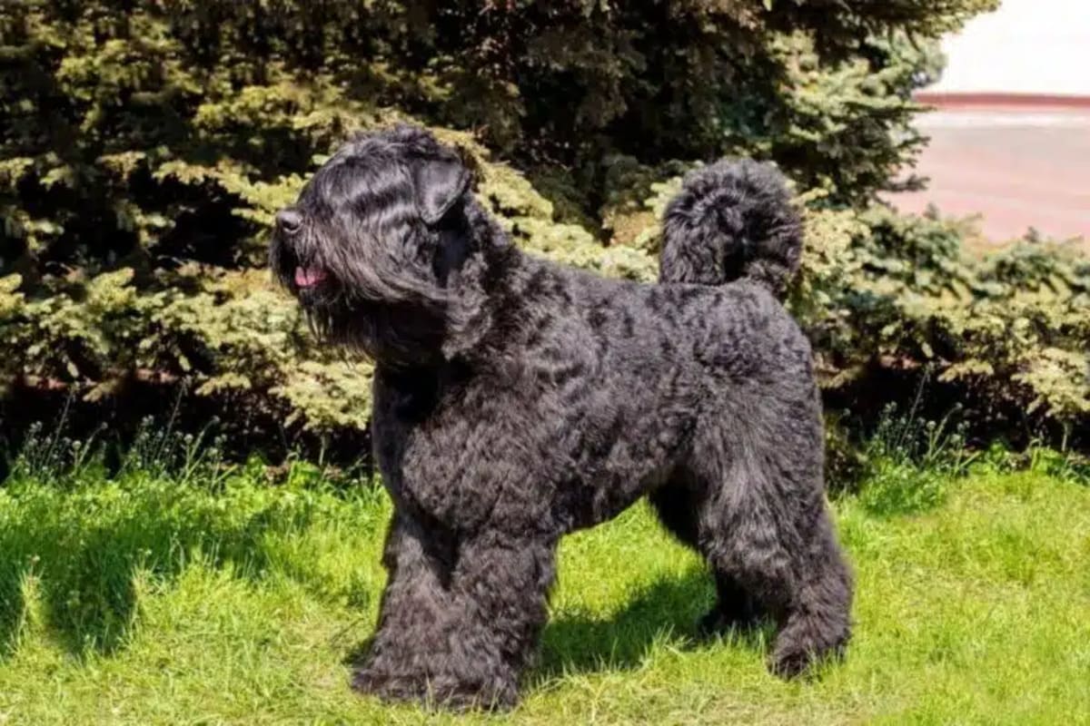 Bouvier des Flandres