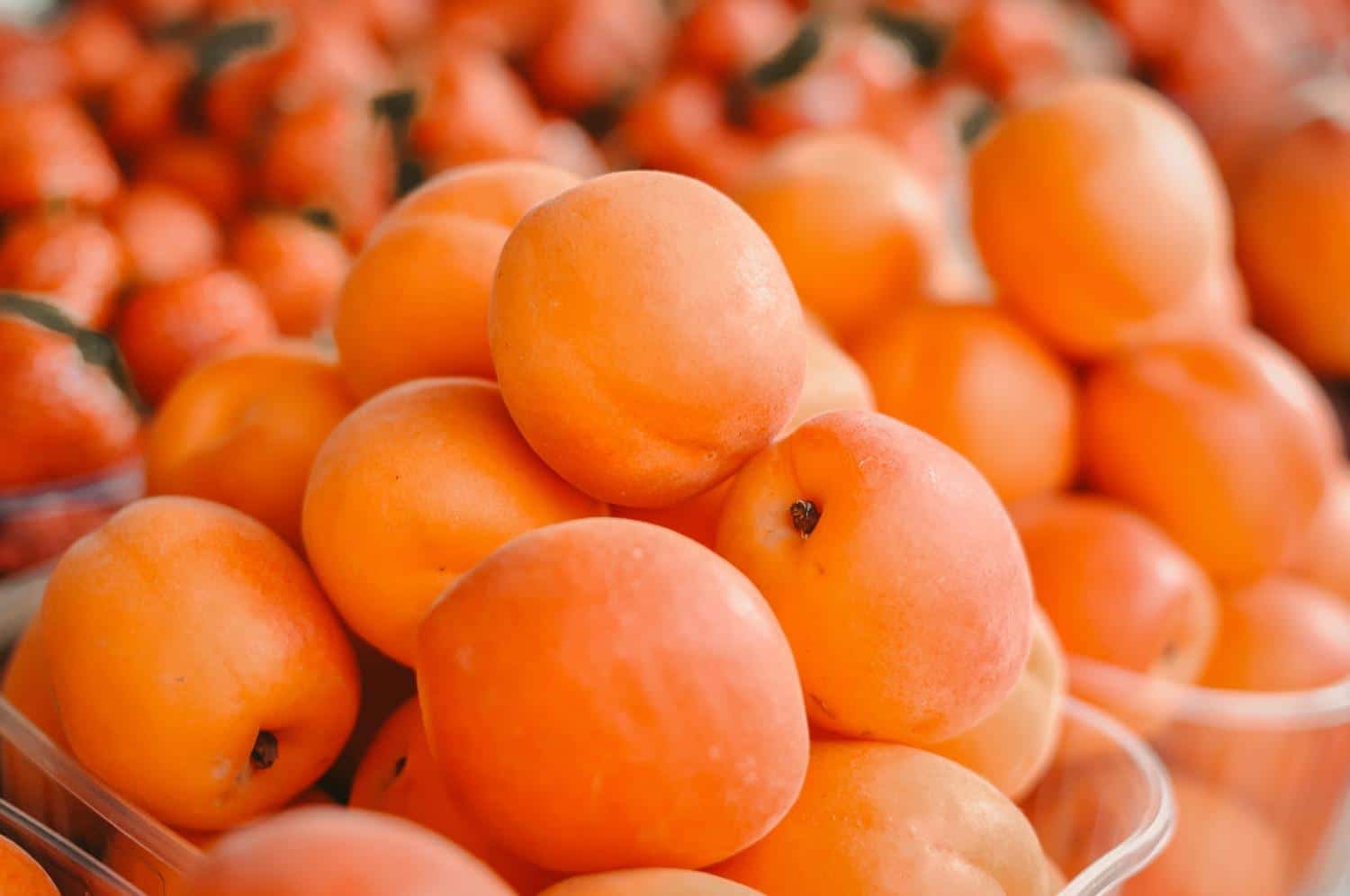 Ce n'est pas la couleur qui indique si un abricot est mûr : les plus sucrés se reconnaissent à ça