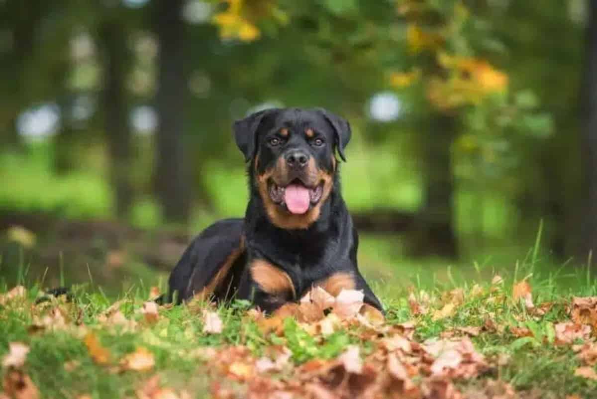 Rottweiler