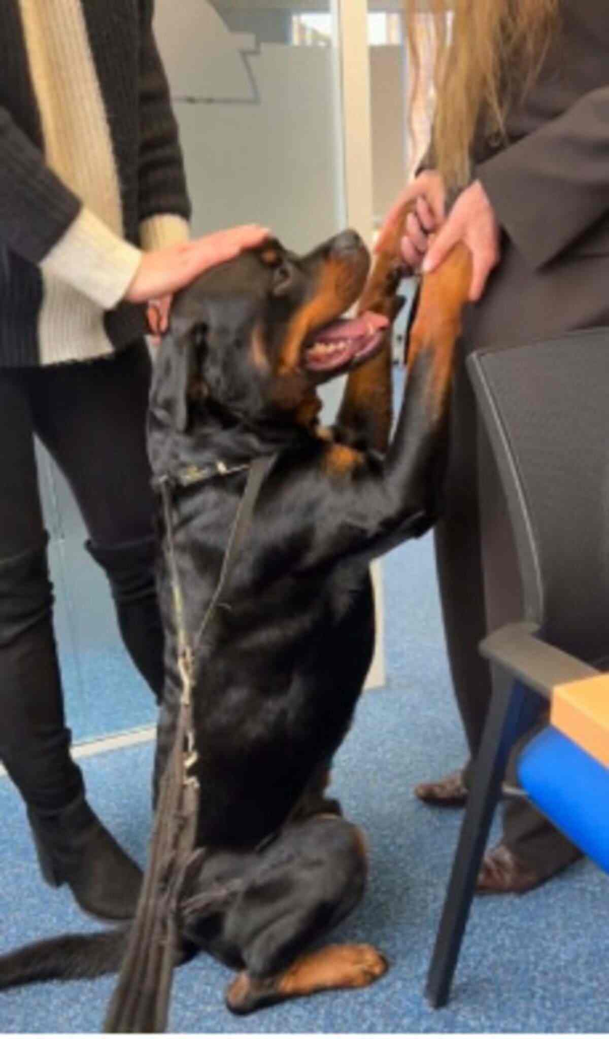 Rottweiler