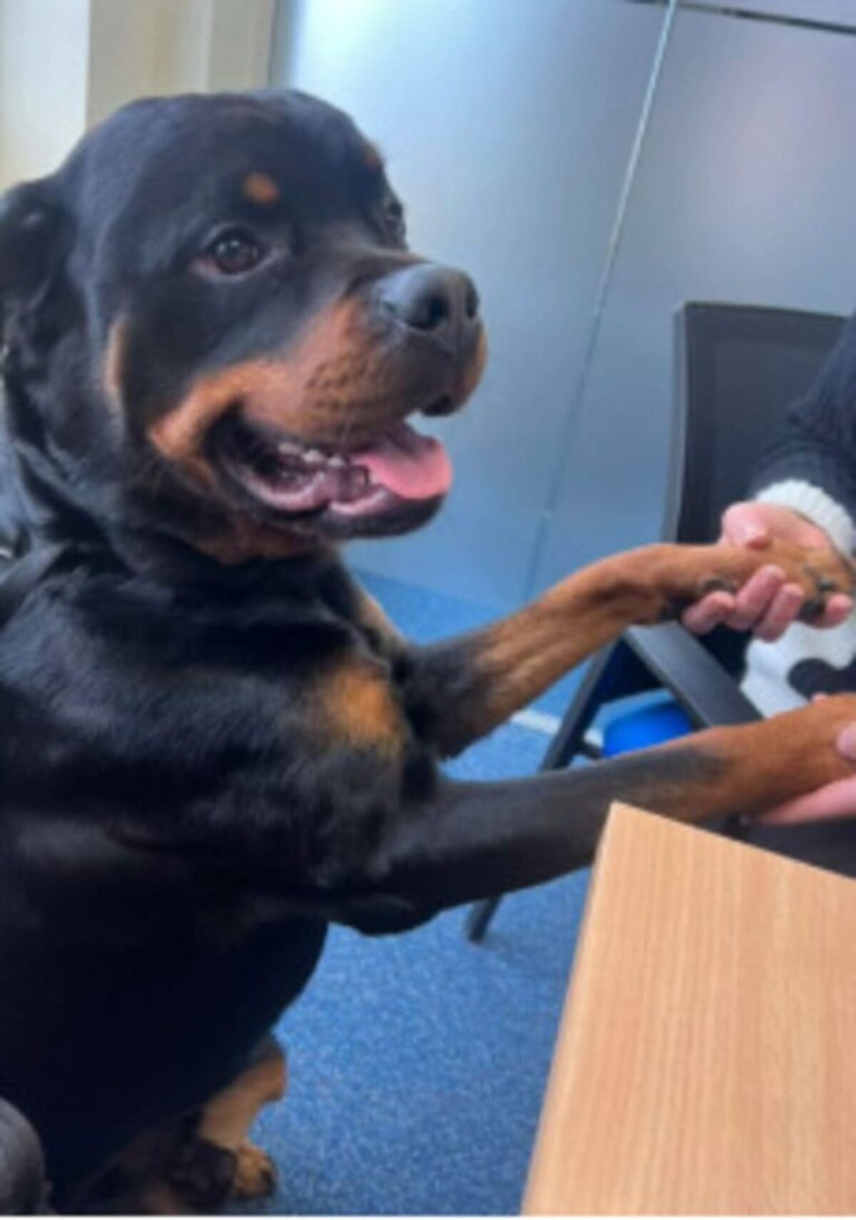 Rottweiler's visit