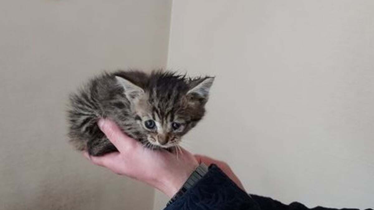 A missing cat returns years later