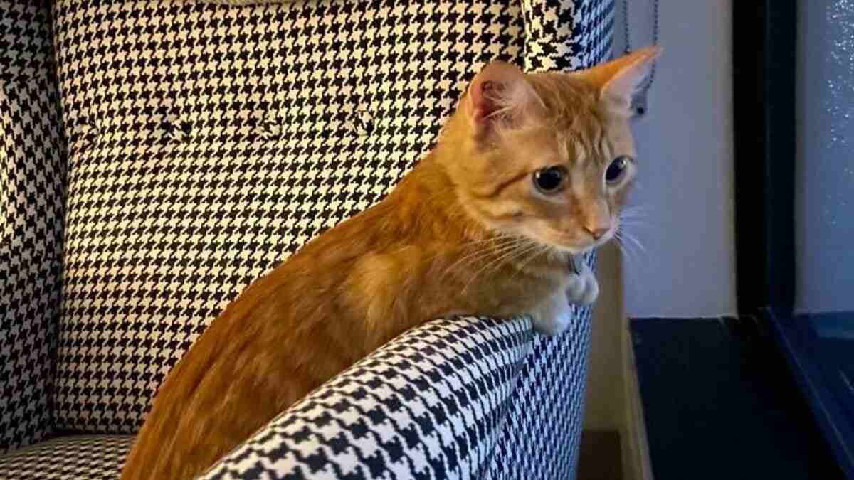 20 irresistible photos of ginger cats