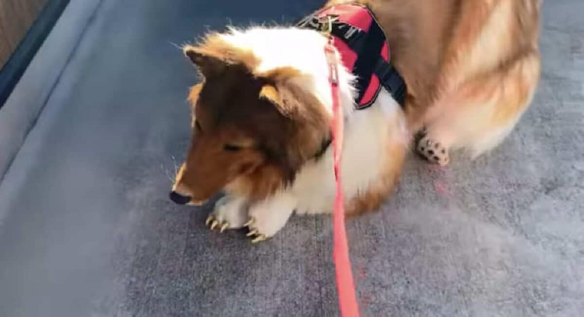 spent over $14,000 to live as dog