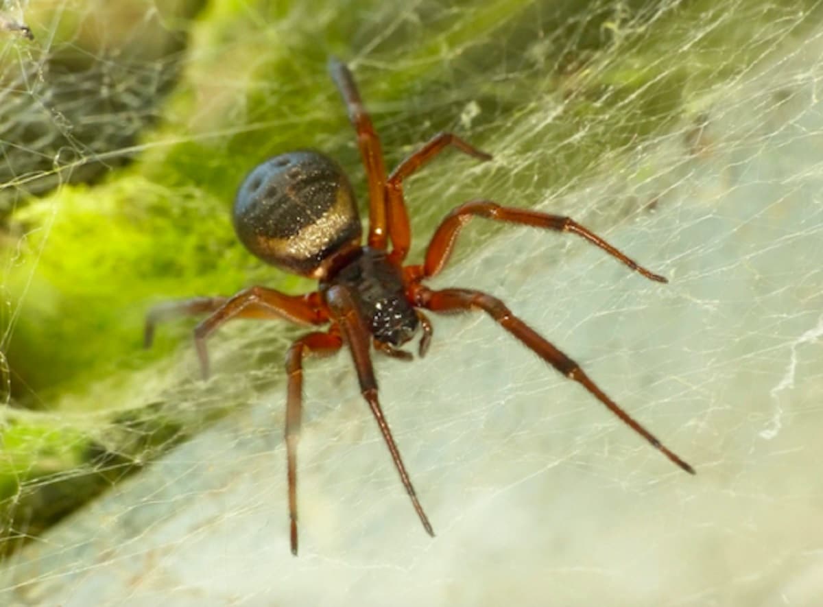 2 Scientists engineer spider