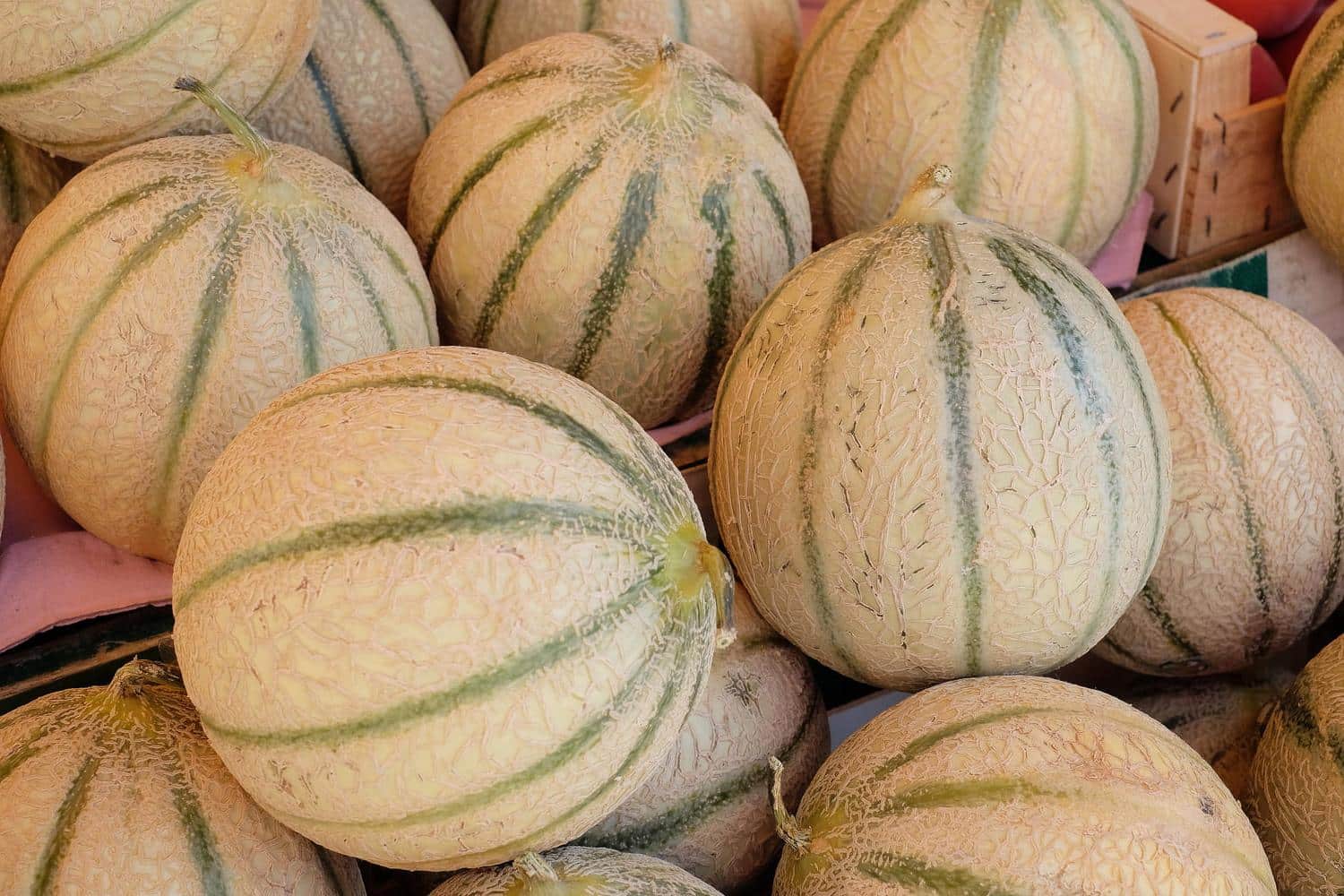 Pour choisir un melon, inutile de se fier à l'odeur : les plus sucrés se reconnaissent en un clin d'œil