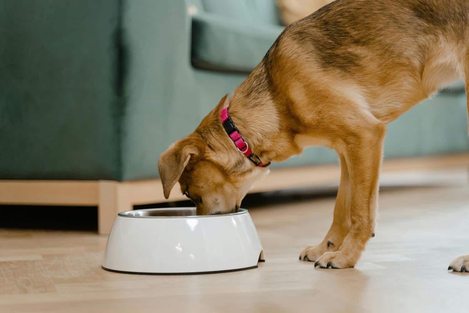 "Des problèmes graves et douloureux" : cet aliment que tout le monde donne à son chien est en réalité très toxique