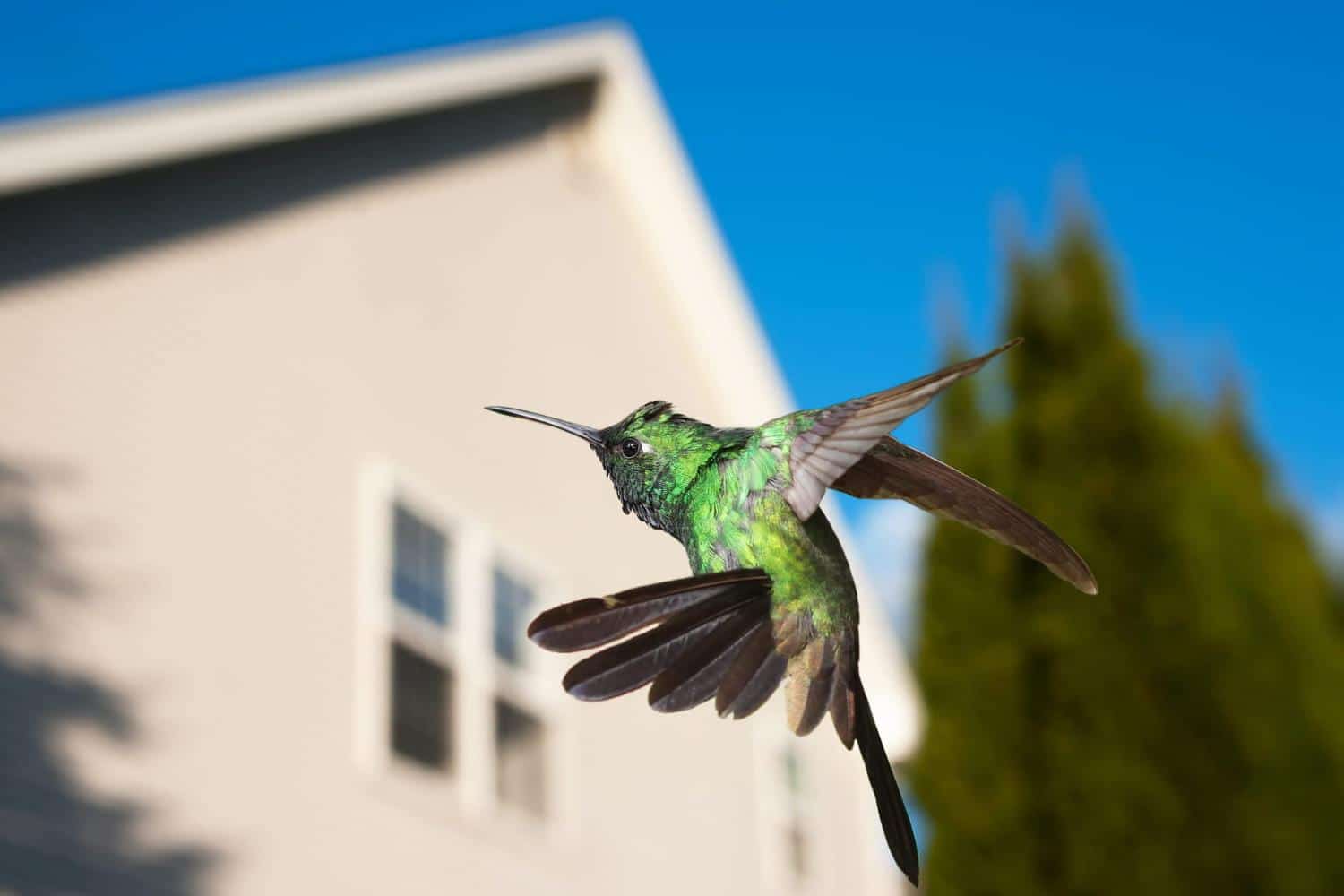 Pour sauver les oiseaux au printemps, coller un simple sticker sur ses fenêtres suffit