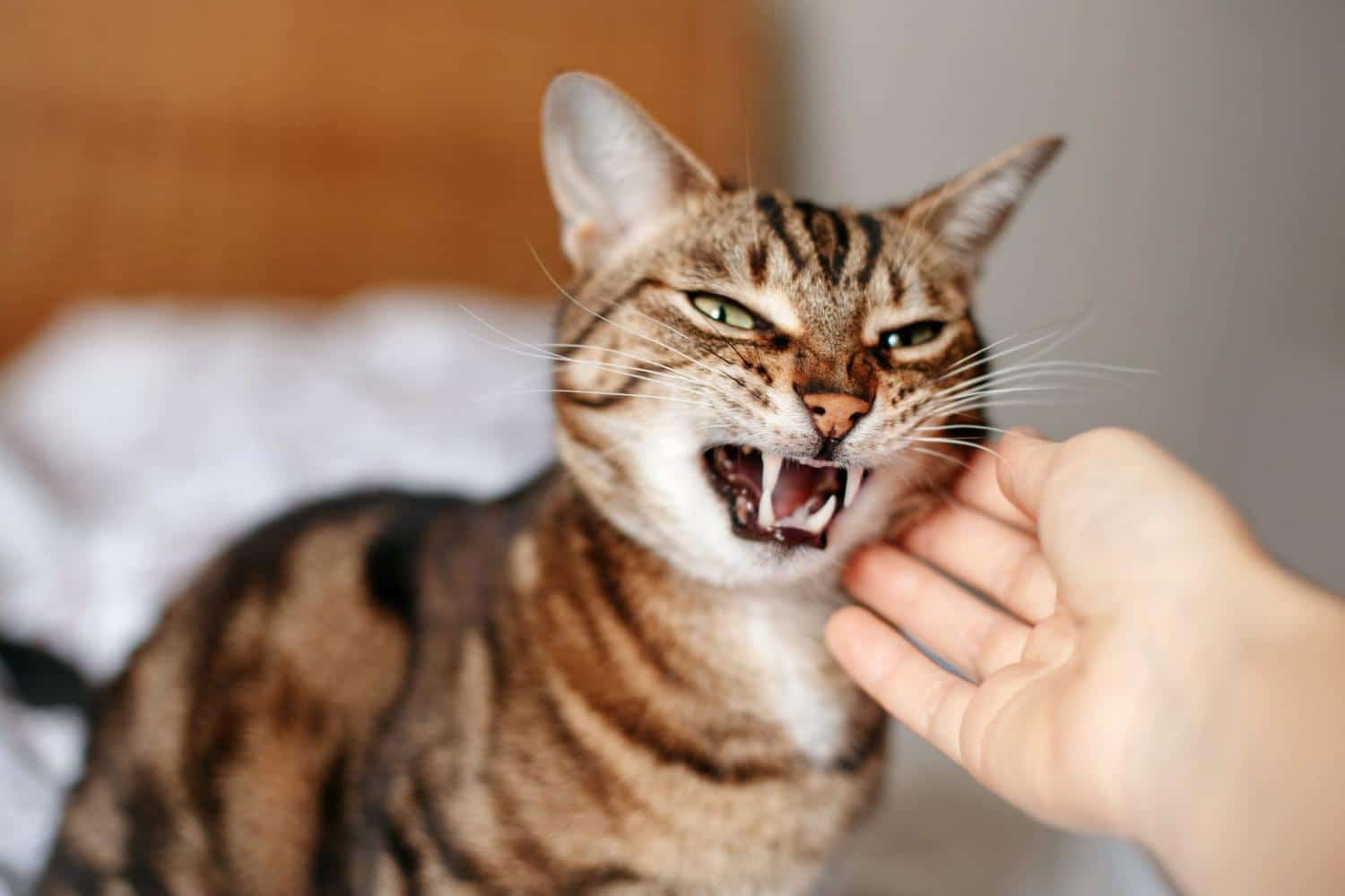 Cette race de chat est la plus agressive envers les humains selon une étude