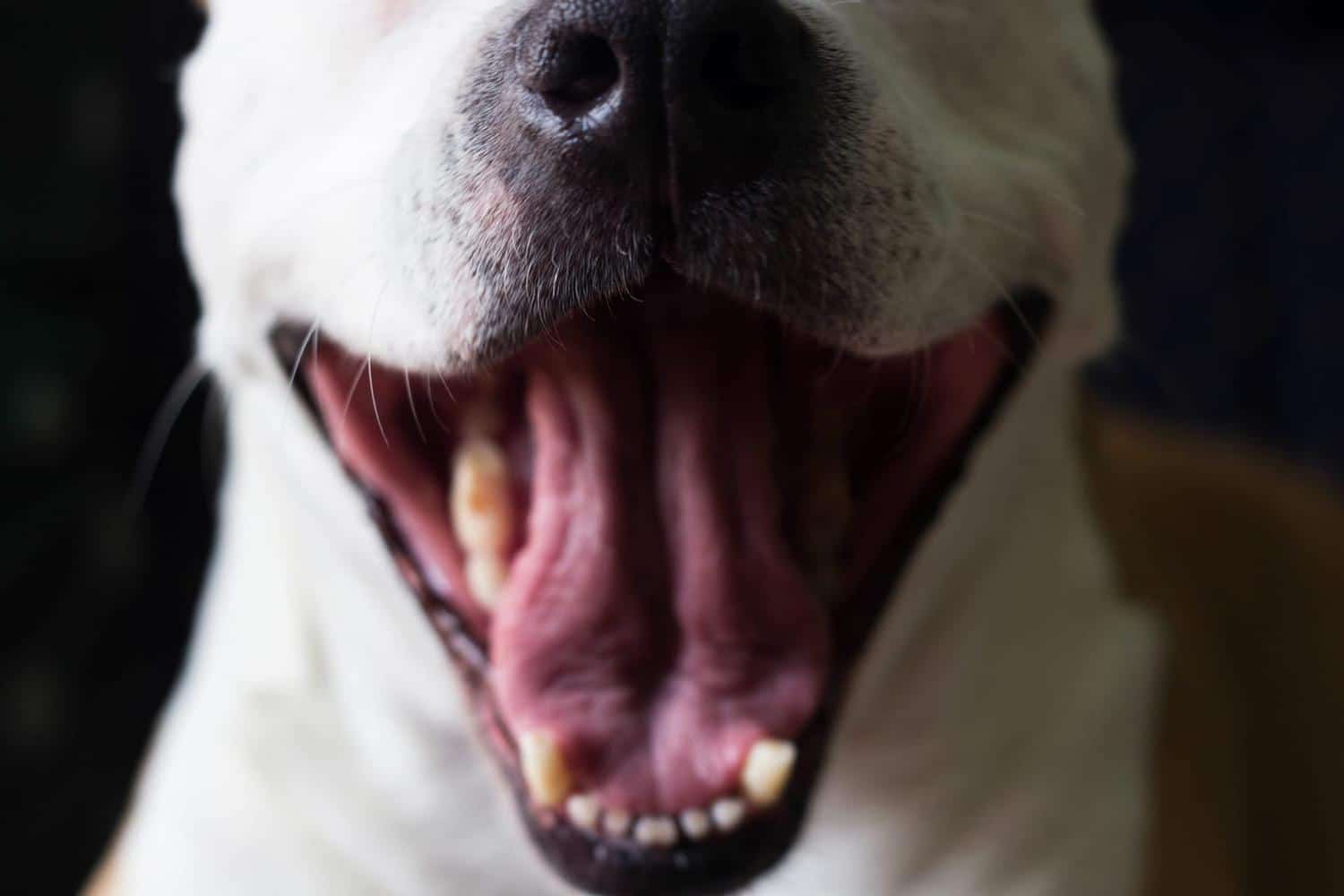 Pire qu'un jaguar ou un requin, cette race de chien a la morsure la plus puissante