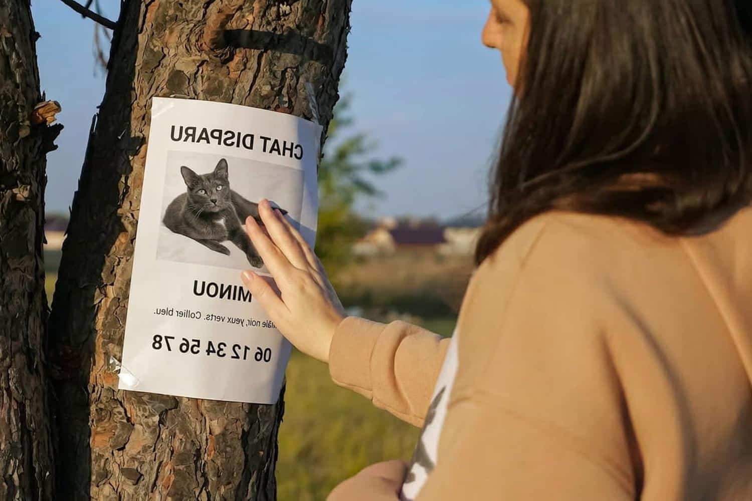 Chat porté disparu : méfiez-vous avant de partager un avis de recherche pour votre animal
