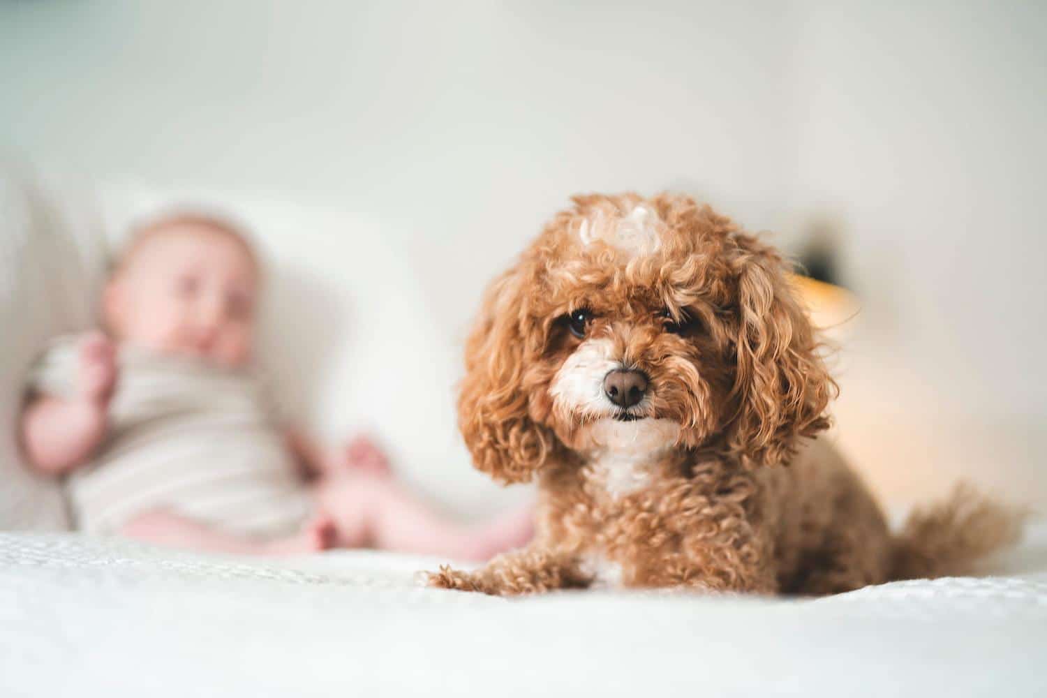 Pourquoi "élever un chiot est plus difficile qu'un bébé" selon cette mère et éducatrice canin