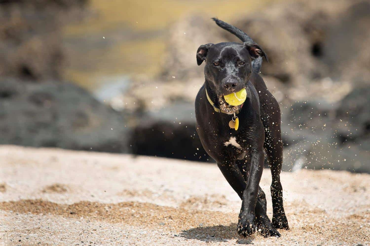 Les chiens adorent faire ça à la plage, mais c'est très dangereux alerte une vétérinaire