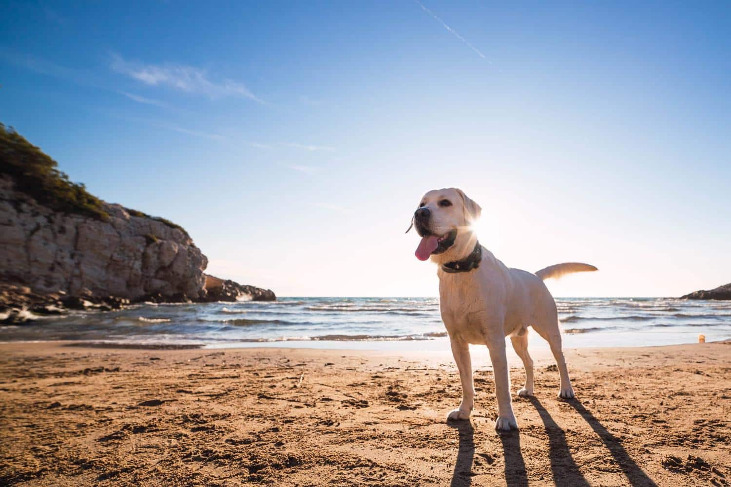 Où aller à la mer avec son chien ? Voici la carte des plages dog-friendly en France