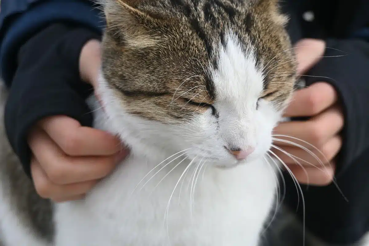Two cats in synchronized positions grooming each other's head and ears affectionately