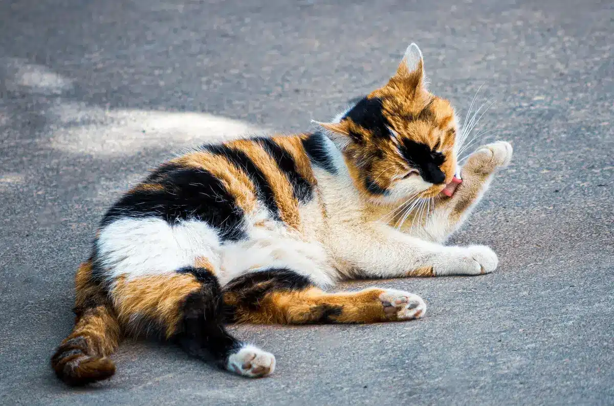 Two cats in close contact, one grooming the other's neck area on a cushioned surface
