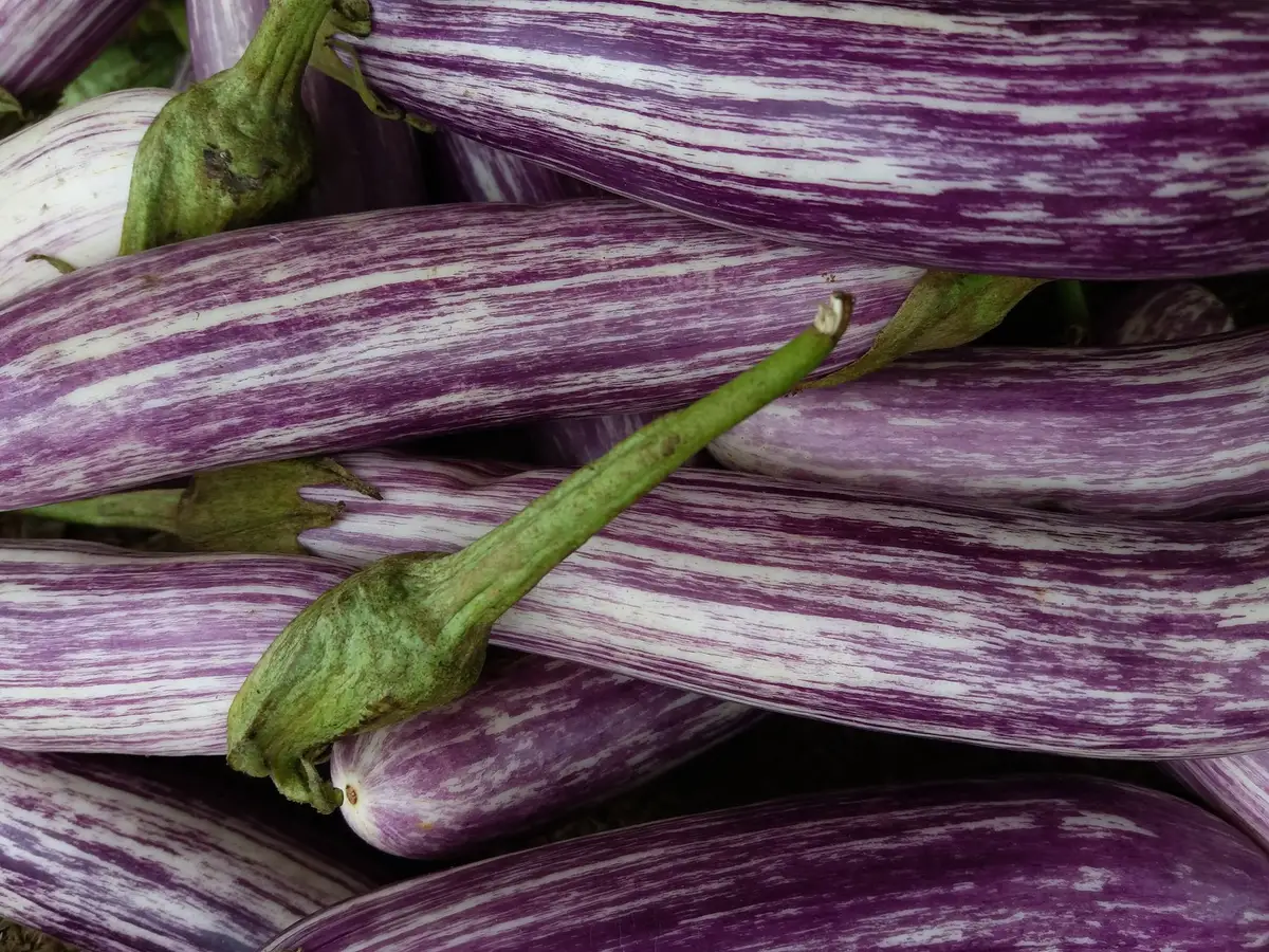 Close-up of an eggplant's green calyx and glossy skin showing freshness
