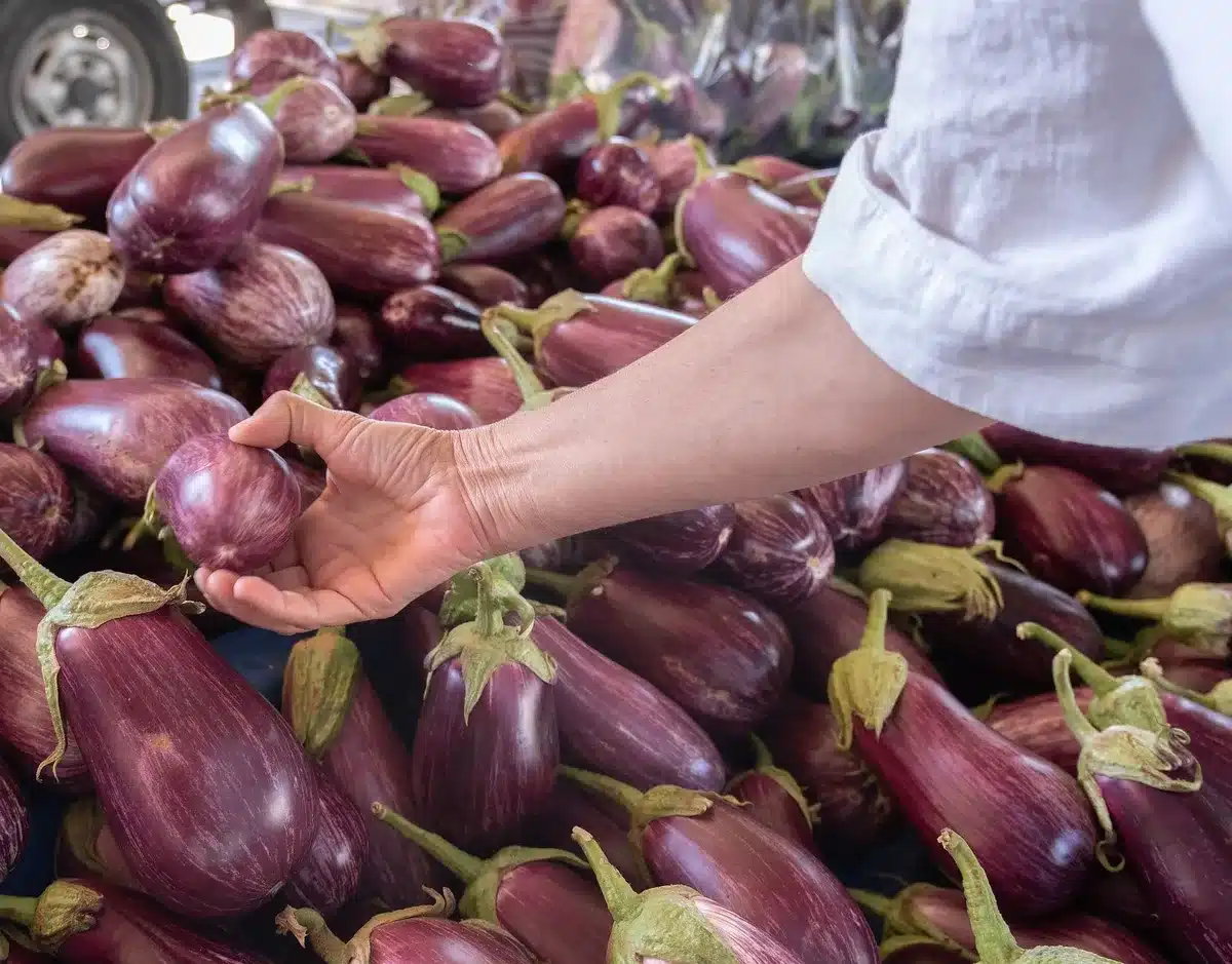 Eggplants displayed at a market showing varying stages of freshness