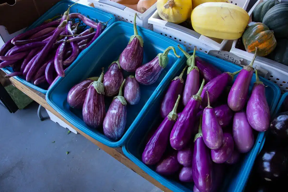 Shiny dark purple eggplants with fresh green calyxes at a produce market