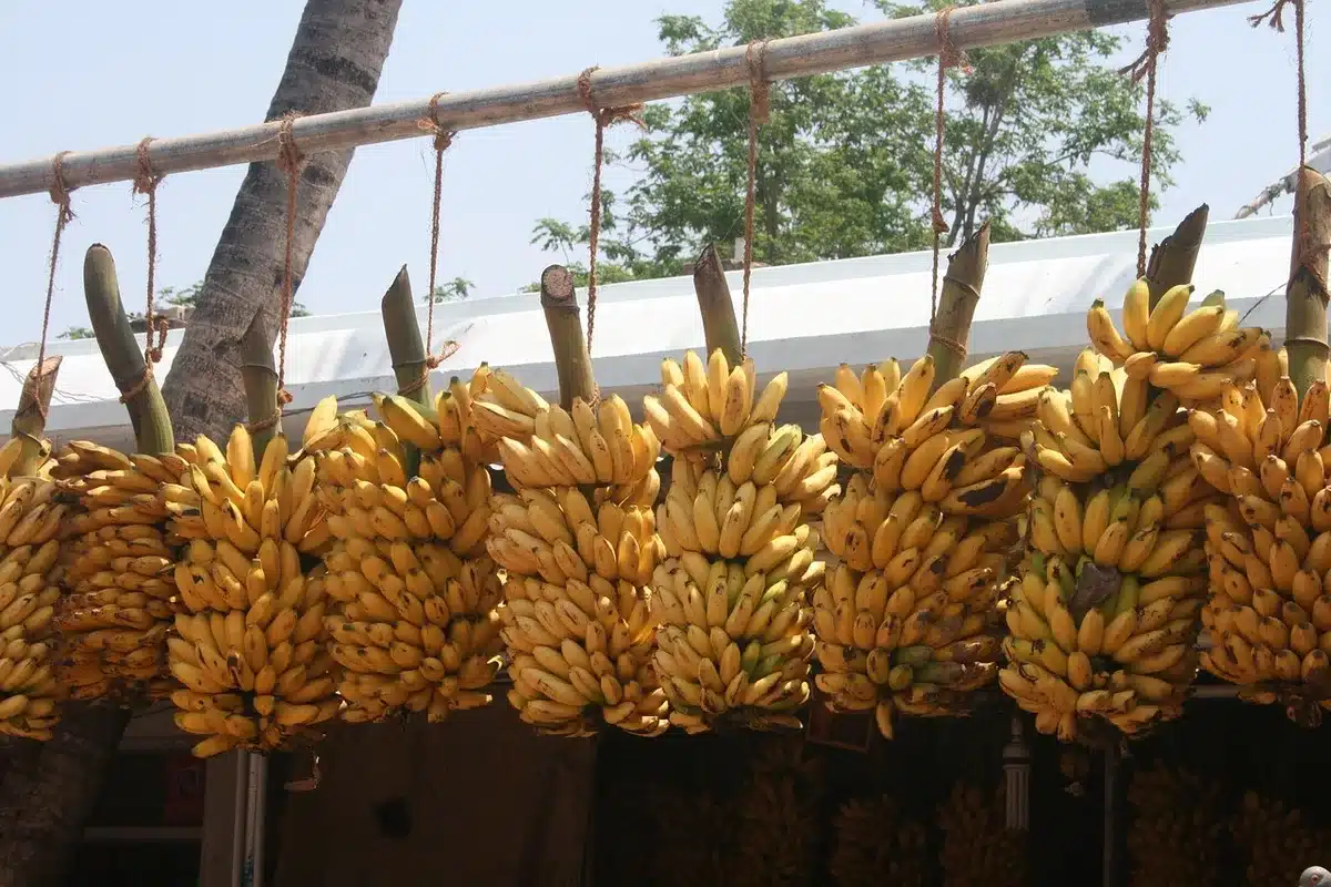 Bunch of bananas and a few separated bananas on a kitchen counter