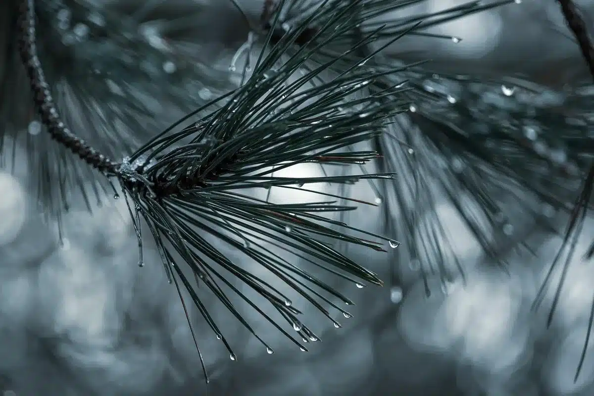 Close-up of a diamond comet-style necklace on a neutral bust