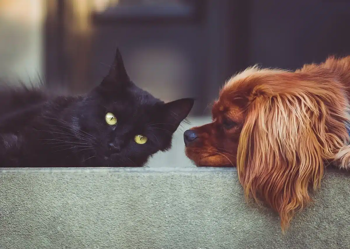 Two litter boxes in separate rooms with a cat silhouette walking between them